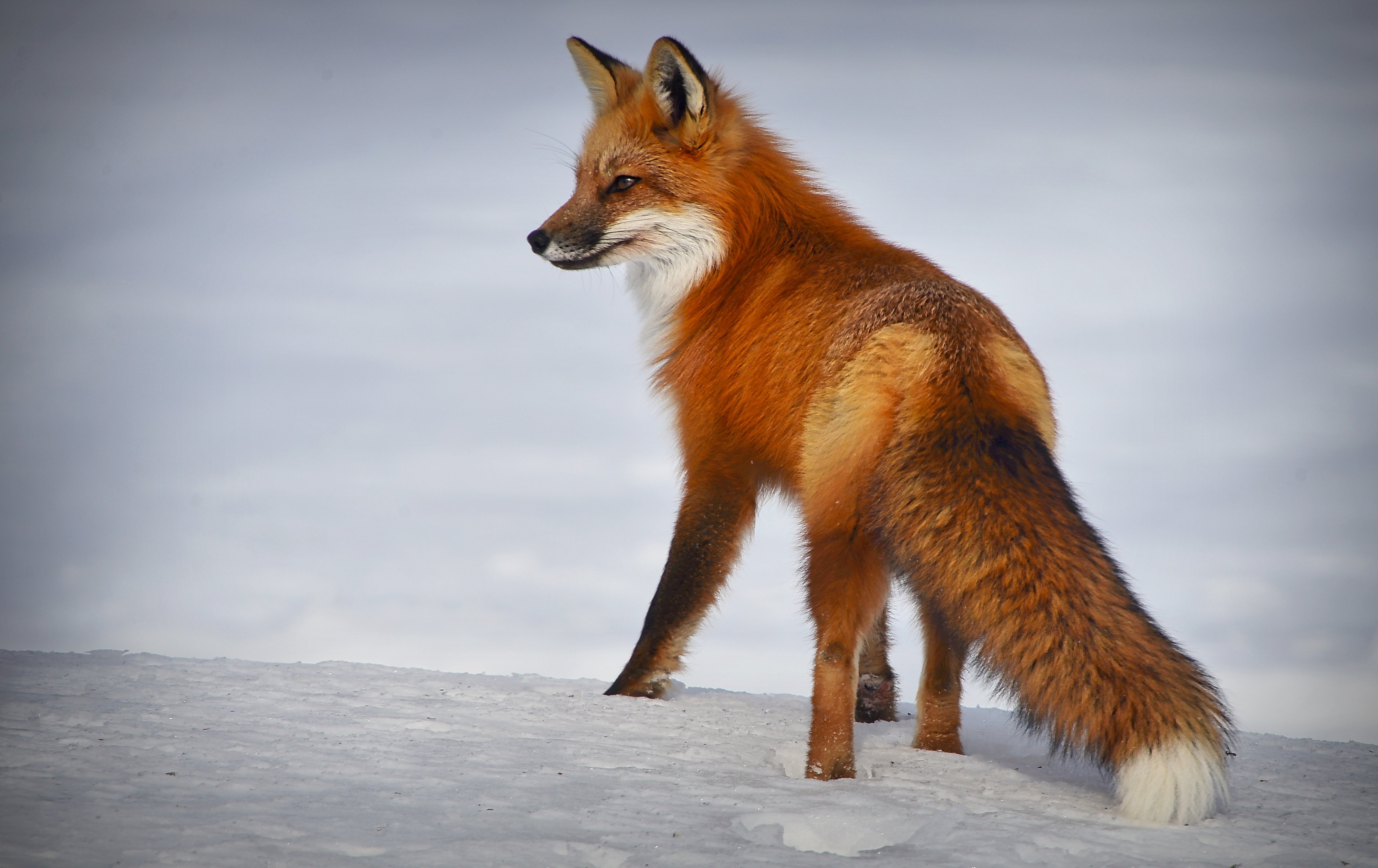 Desktop Wallpaper Red Fox Wild Furry Animal Hd Image Picture  Background Jpzj0j