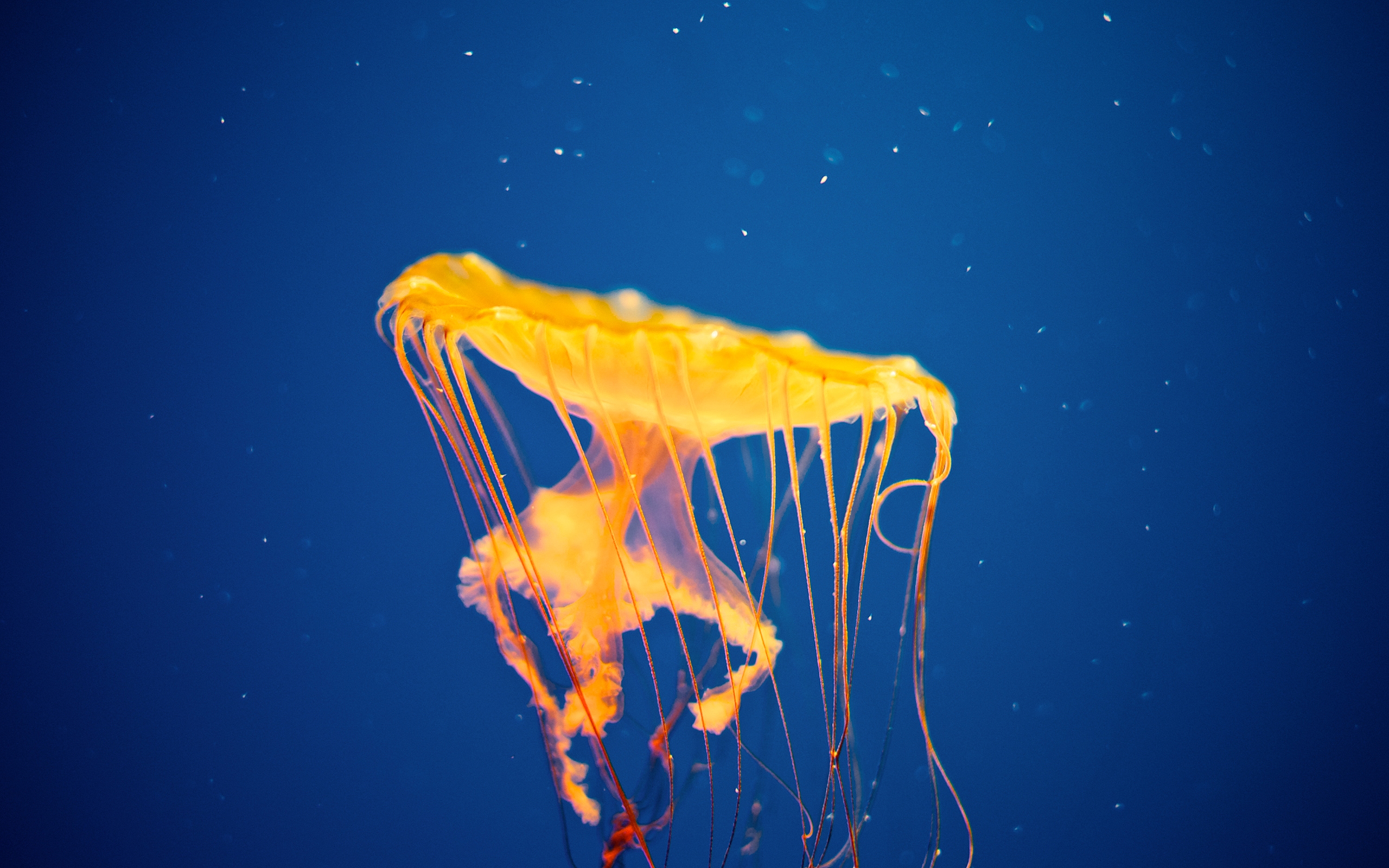 Jellyfish Invasion by RFoster