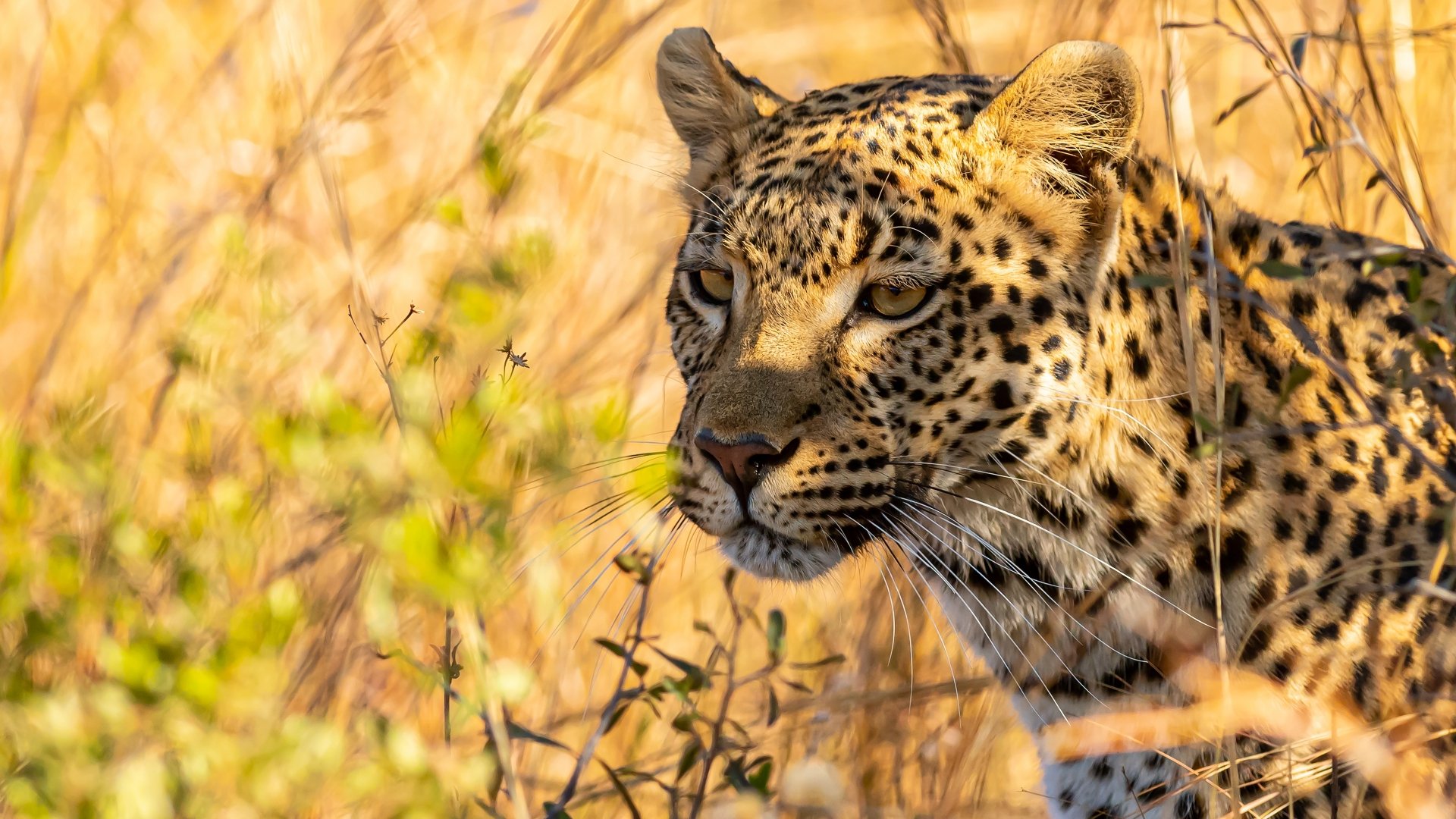 Download Animal Leopard 4k Ultra HD Wallpaper