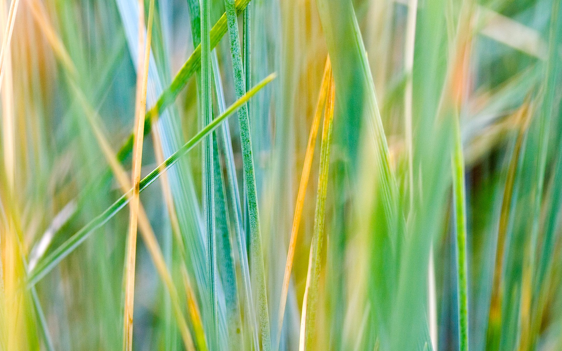 Download Nature Grass HD Wallpaper