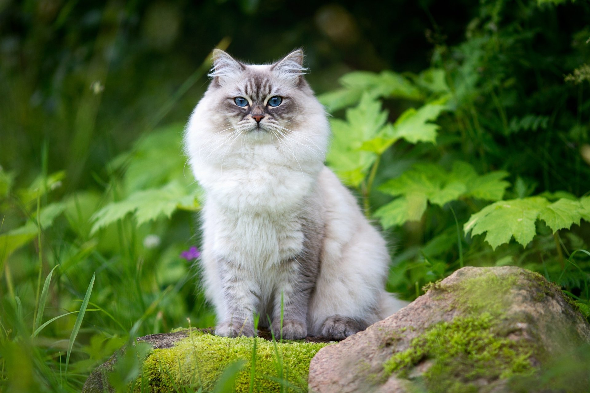 Animal Cat HD Wallpaper