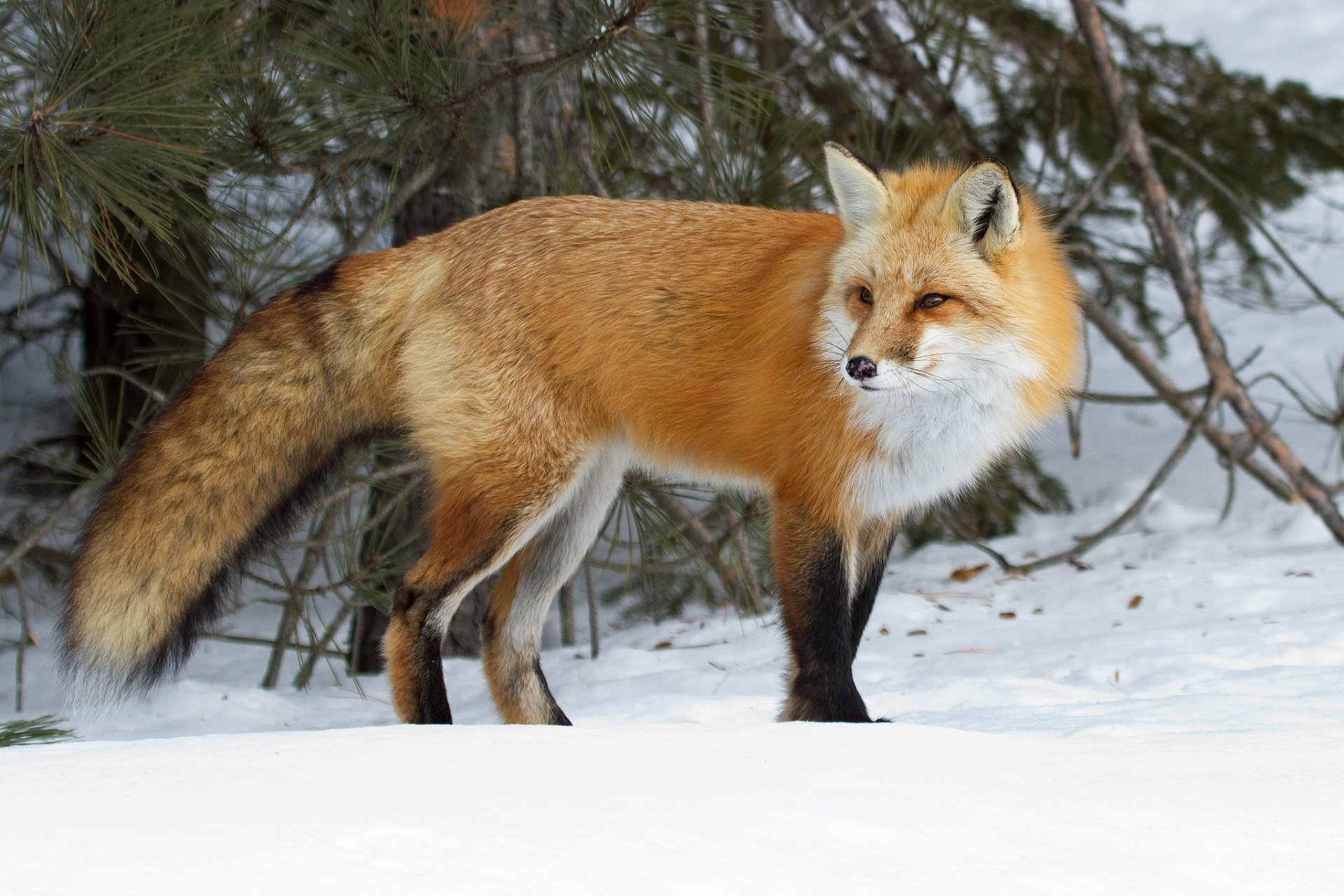 Download Snow Animal Fox HD Wallpaper