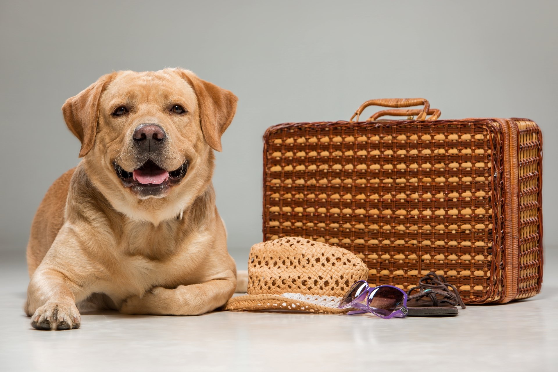 Download Suitcase Dog Animal Labrador Retriever 4k Ultra HD Wallpaper