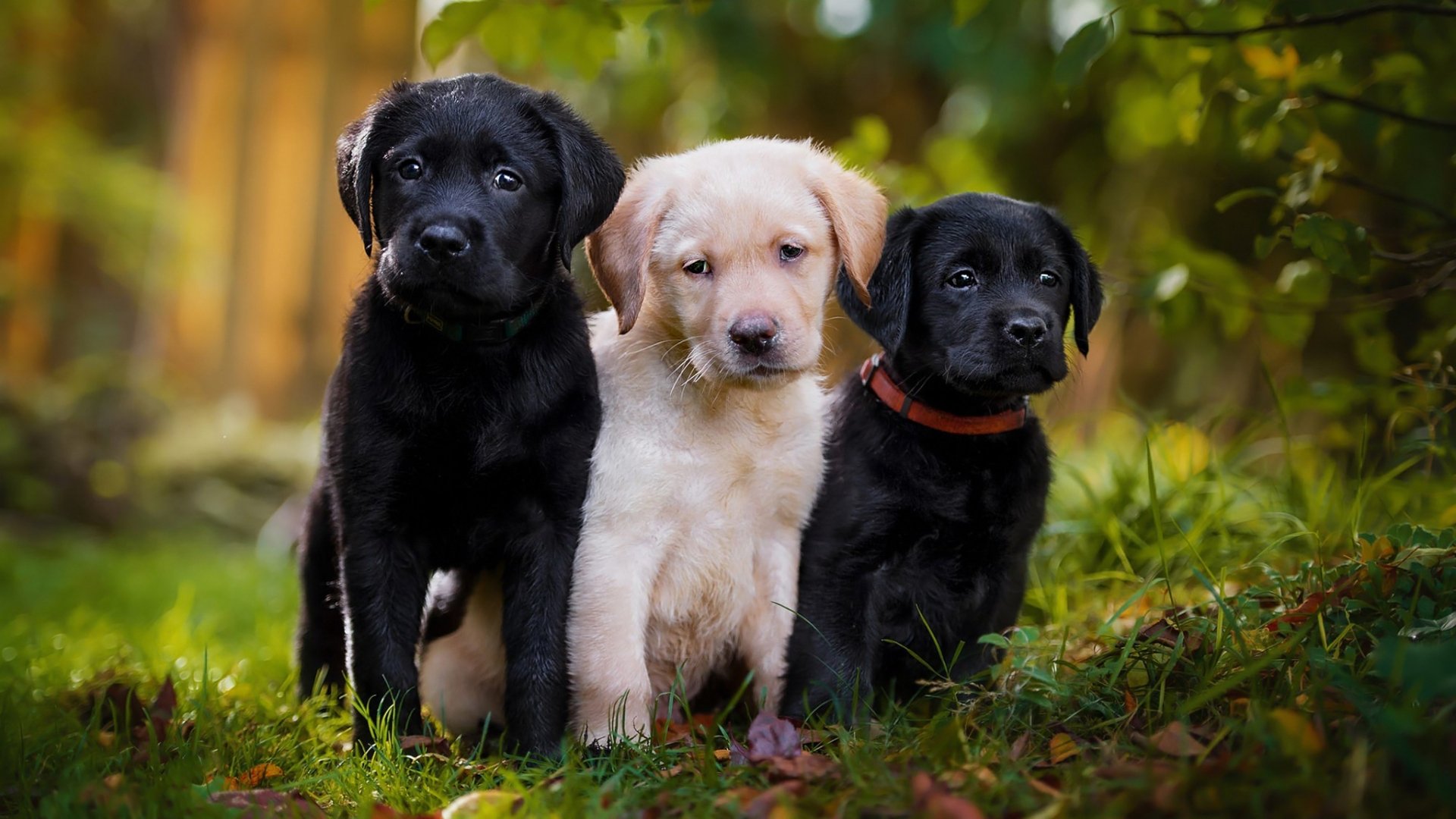 Download Labrador Retriever Baby Animal Dog Animal Puppy HD Wallpaper