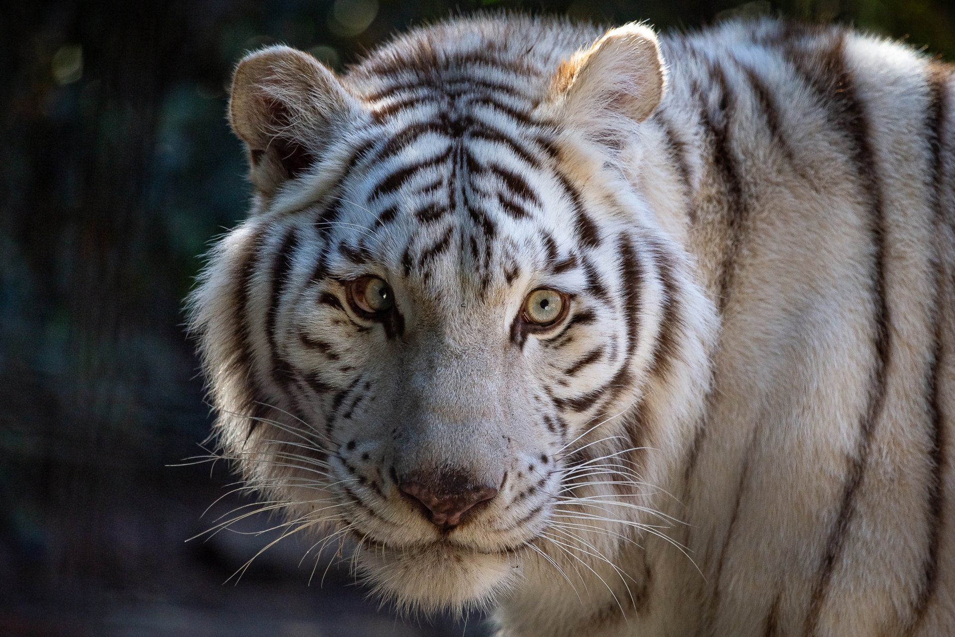 White Tiger HD Wallpaper