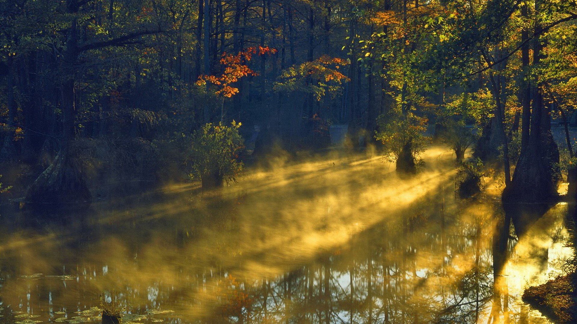 Golden Mist in the Woods, Fogbound Swamp, Sunlit Woodland HD, Autumn ...