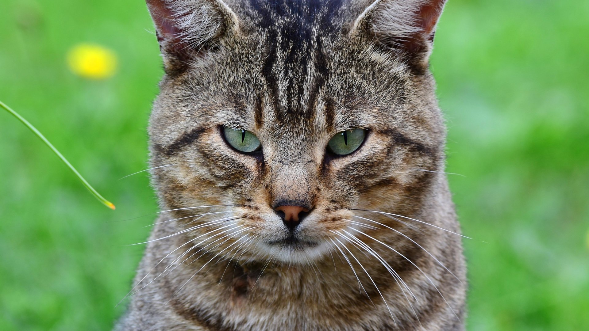 Download Stare Animal Cat HD Wallpaper | 2560x1440 | Wallpaper Abyss