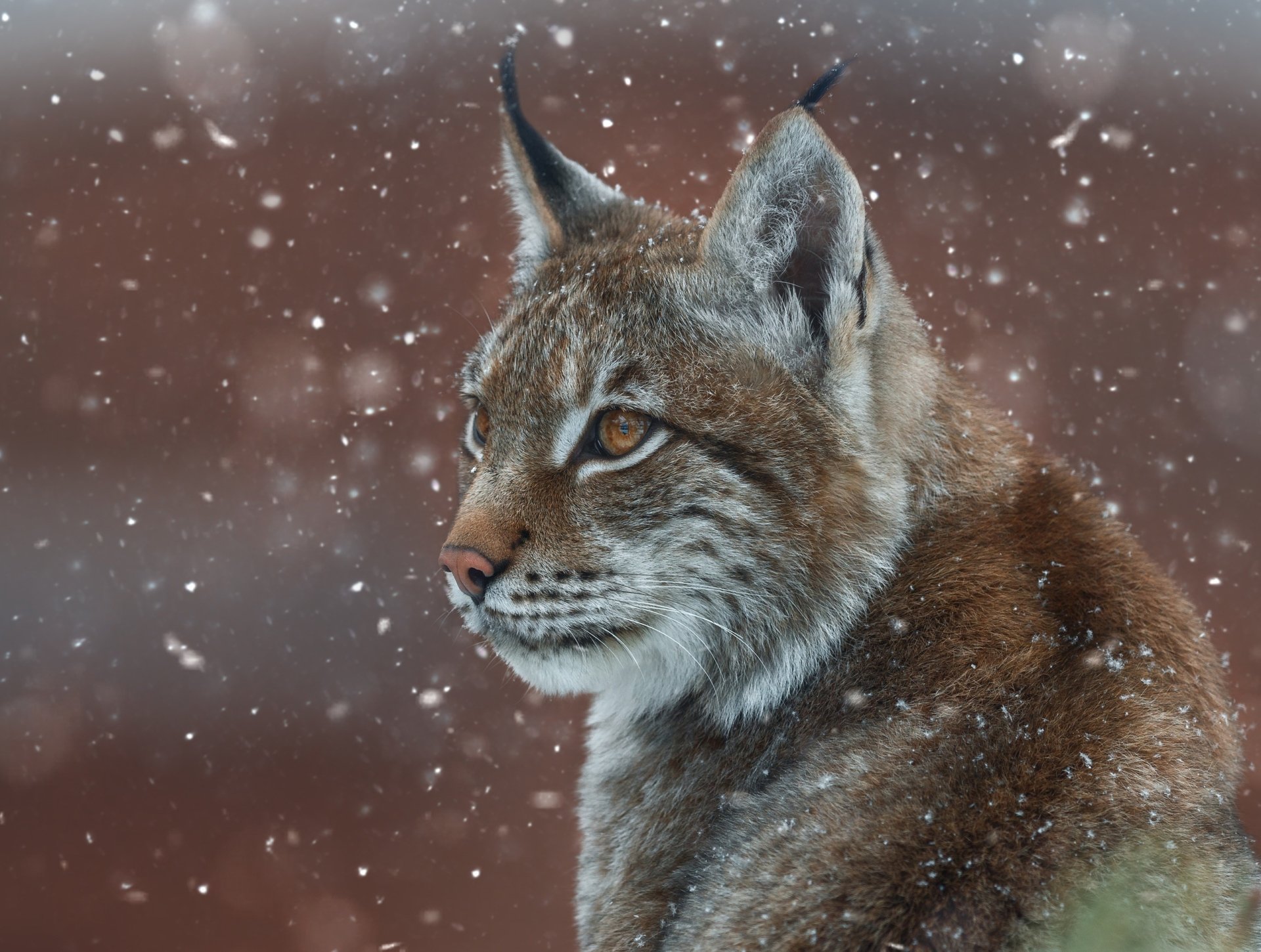 Lynx HD Wallpaper