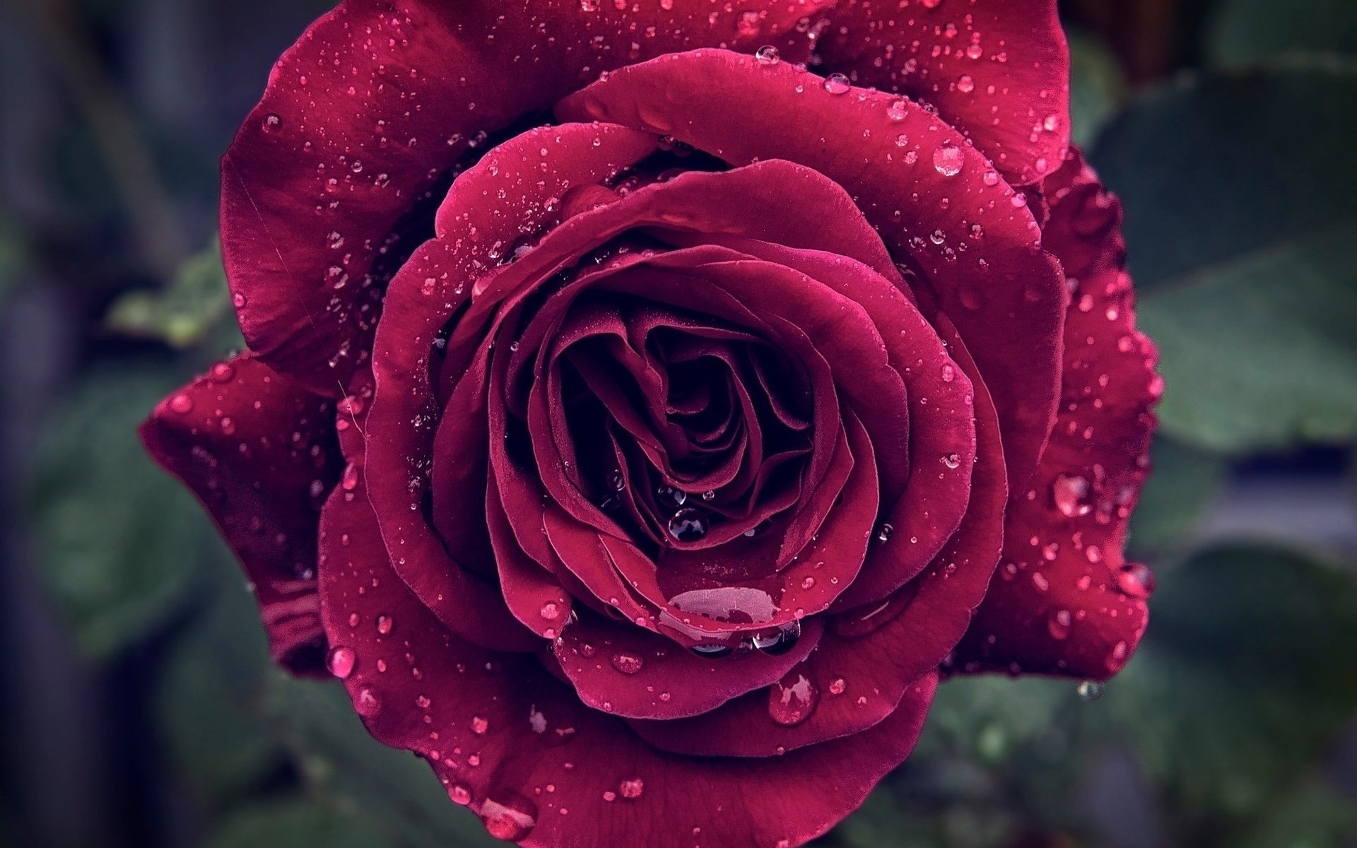 Download Water Drop Close-up Red Flower Nature Rose HD Wallpaper