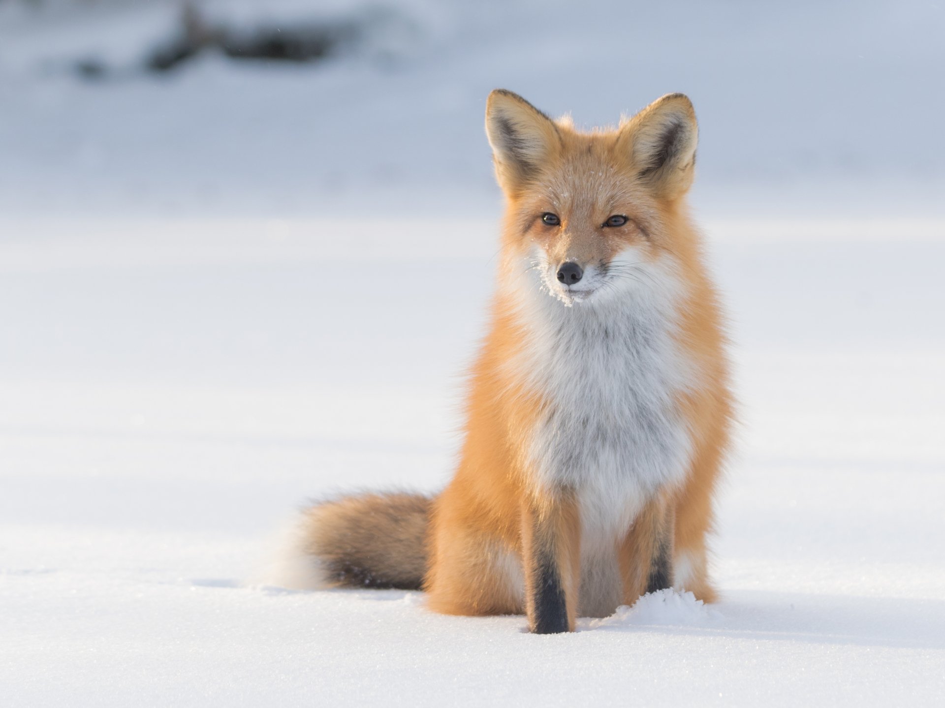 Download Snow Winter Animal Fox 4k Ultra HD Wallpaper