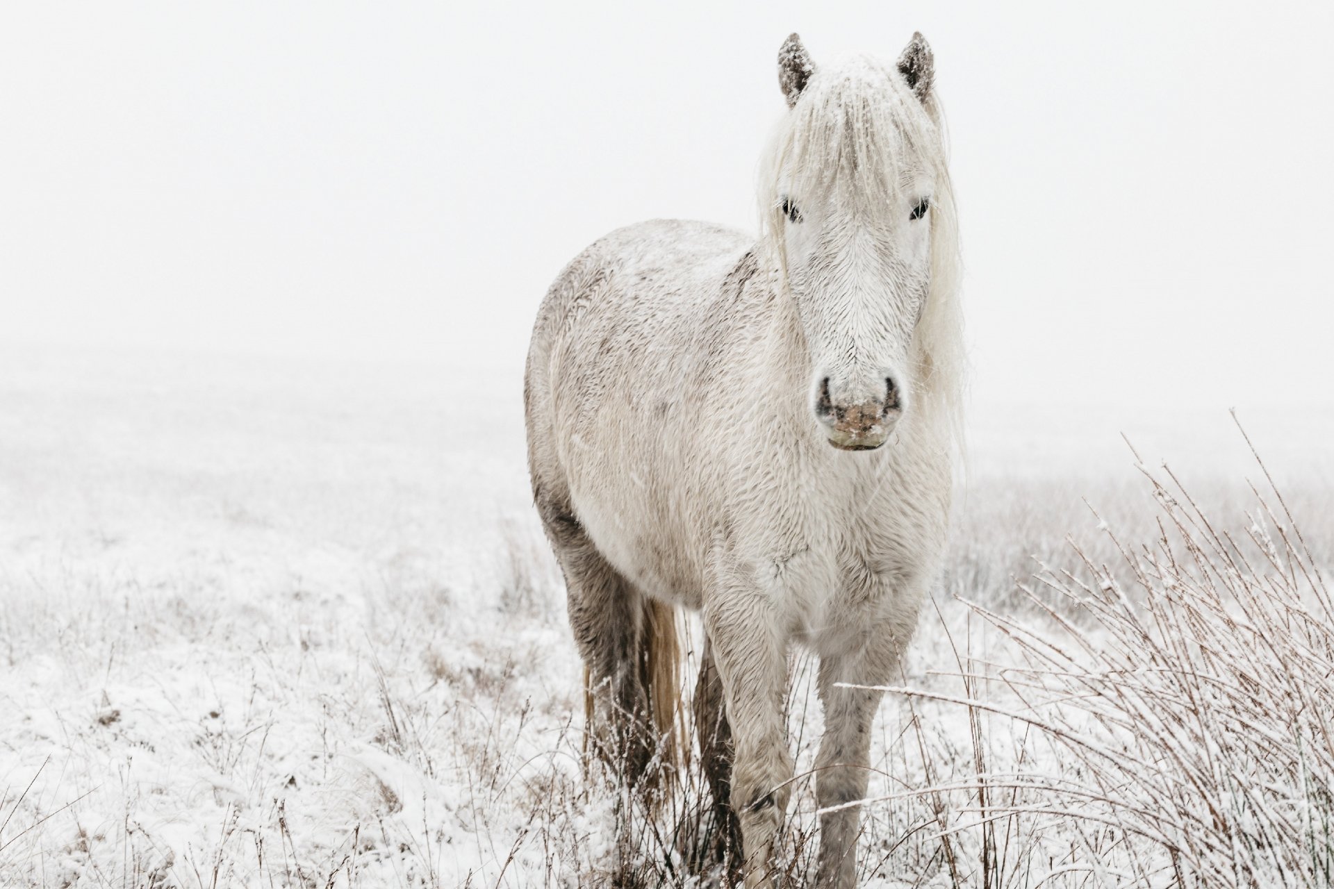 poil d hiver cheval blanc