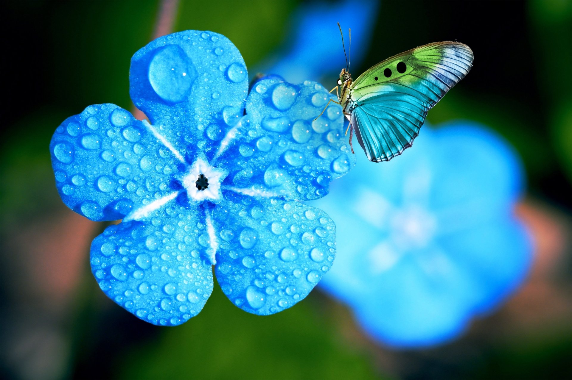 Download Forget-me-not Flower Macro Insect Animal Butterfly HD Wallpaper