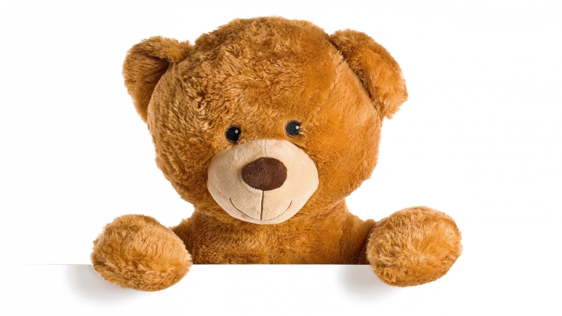 teddy bear hd