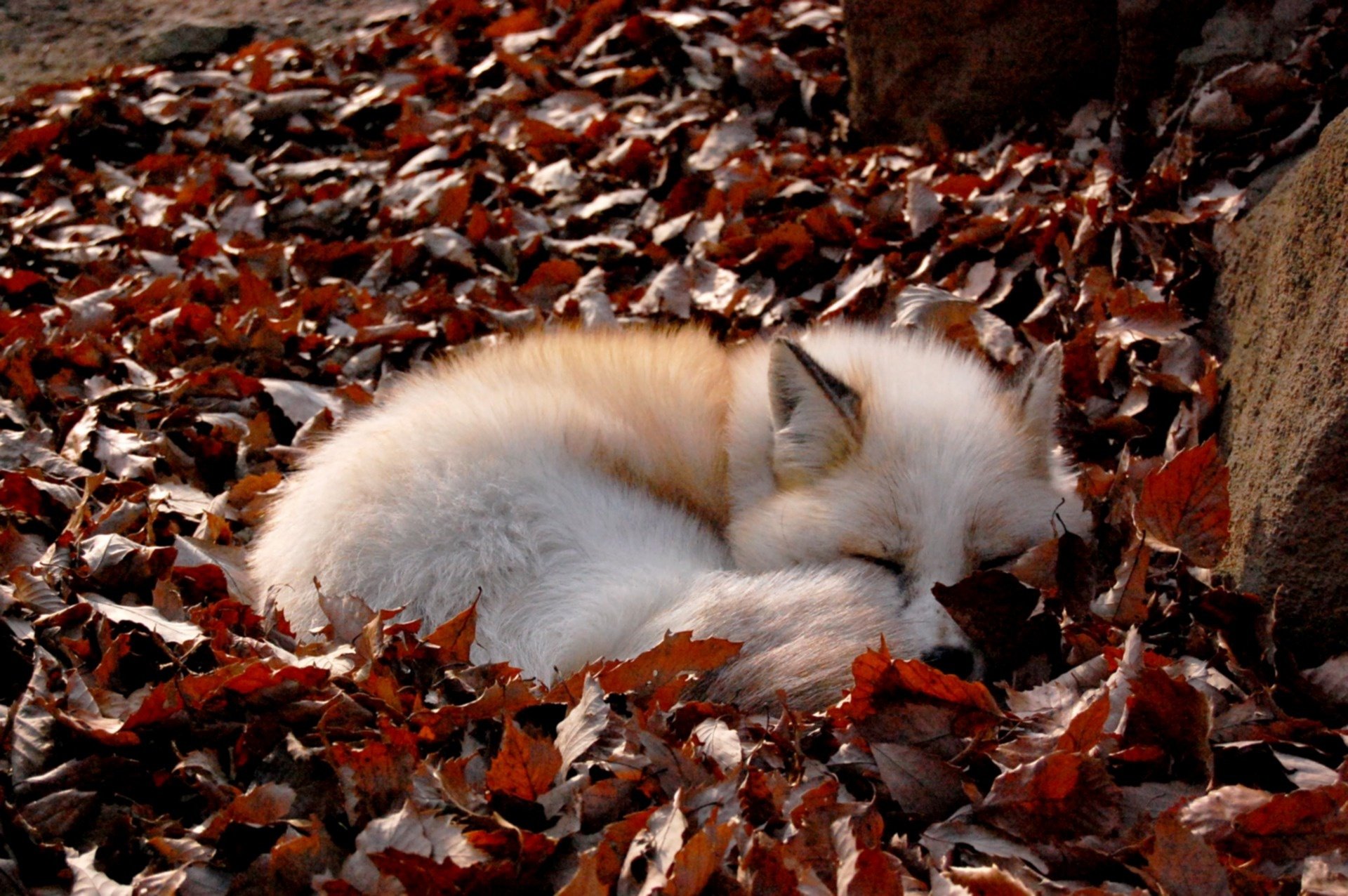 Download Leaf Sleeping Animal Fox HD Wallpaper