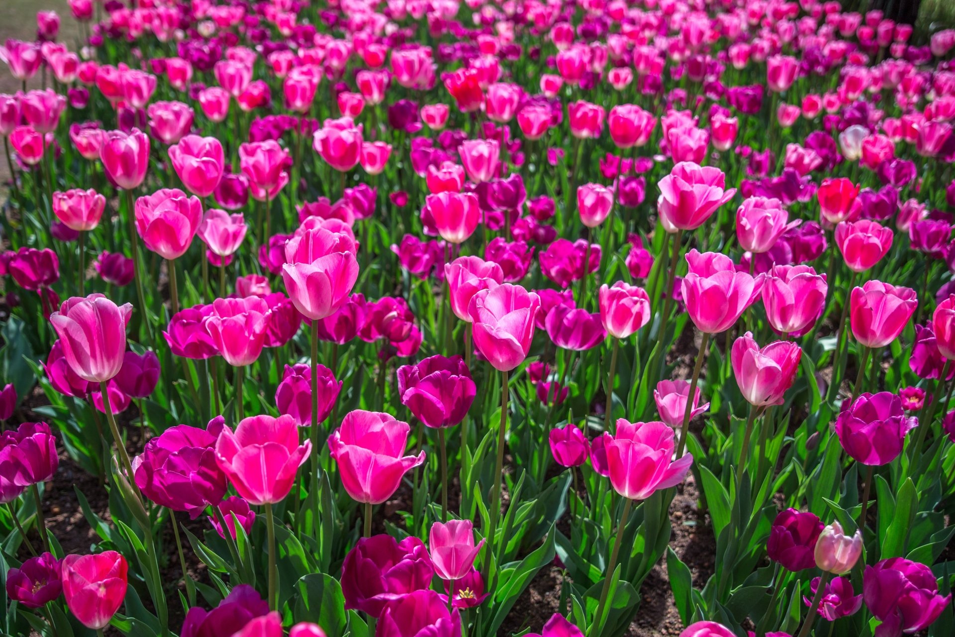 Download Pink Flower Flower Nature Tulip 4k Ultra HD Wallpaper ...