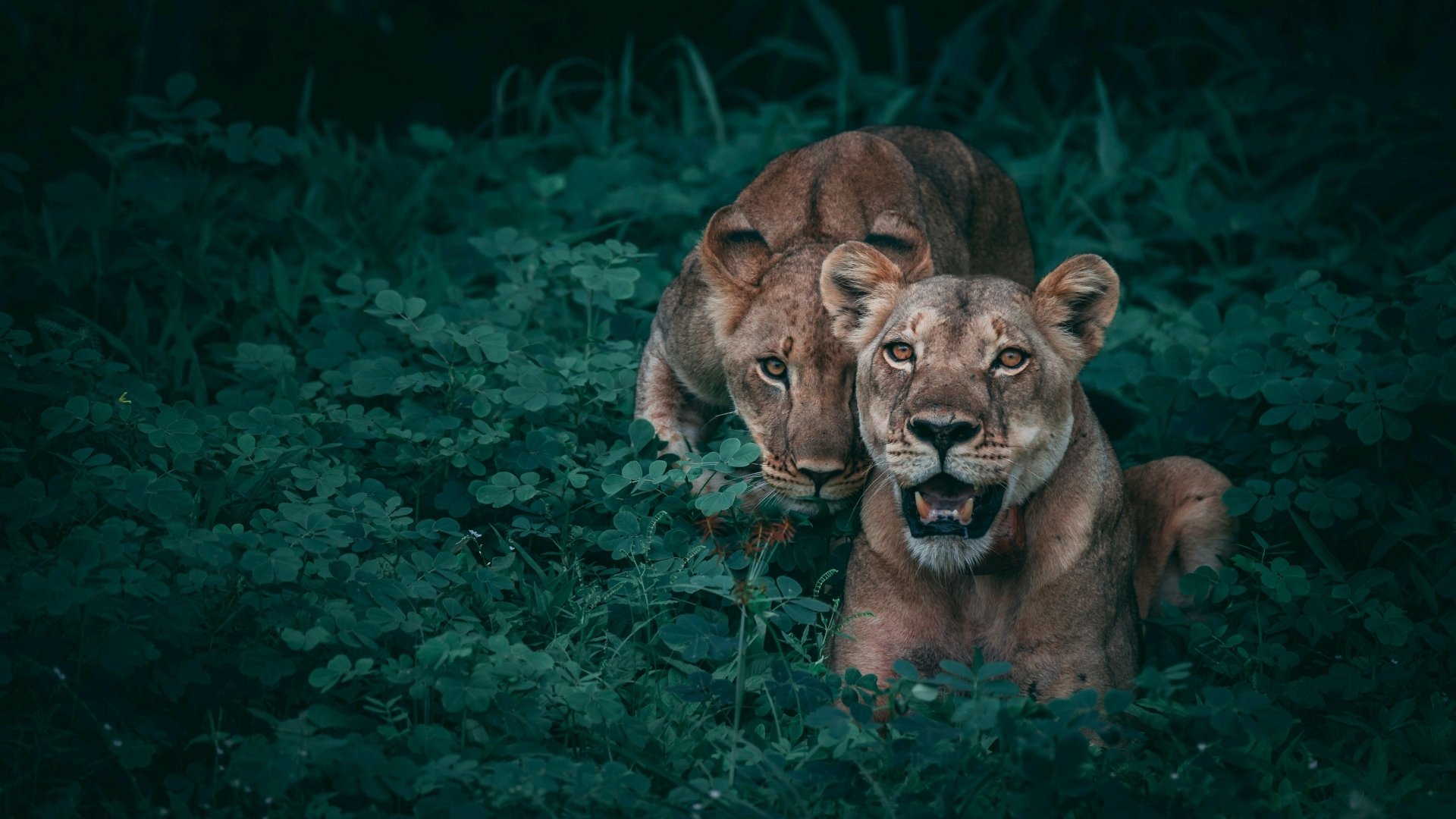 Download Lioness Animal Lion 4k Ultra HD Wallpaper