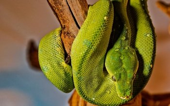 Tree Python 高清壁纸 桌面背景