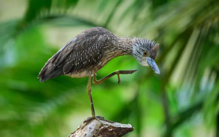  Blue Heron Chick