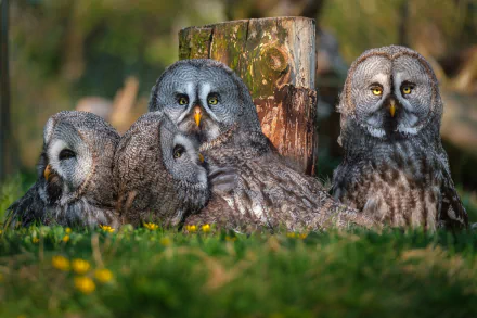 A serene HD PC desktop wallpaper featuring a group of great grey owls resting on grass near a weathered wooden post.