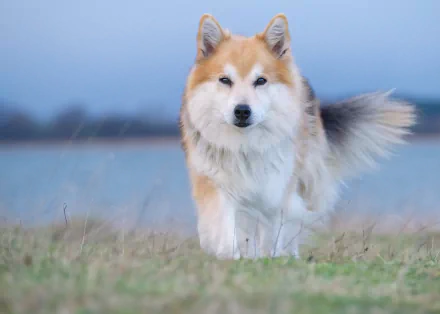 dog Animal Icelandic Sheepdog HD Desktop Wallpaper | Background Image