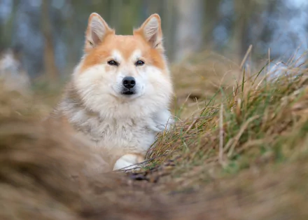 HD desktop wallpaper of an Icelandic Sheepdog resting calmly among tall grass in a natural outdoor setting.