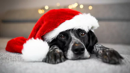  Dog wearing a santa hat