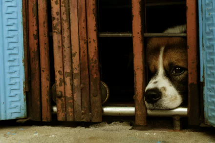  Sad Dog
