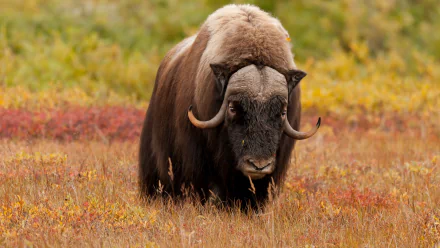 Animal muskox HD Desktop Wallpaper | Background Image