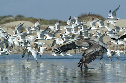 Animal bird HD Desktop Wallpaper | Background Image