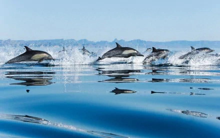 HD desktop wallpaper of a group of Common Dolphins leaping above a calm sea, with distant mountains in the background.