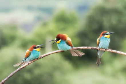 European Bee-eater (merops apiaster)