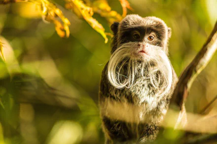 emperor tamarin primate monkey Animal tamarin HD Desktop Wallpaper | Background Image