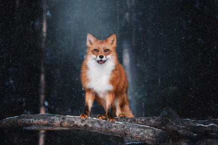 snowfall Animal fox HD Desktop Wallpaper | Background Image