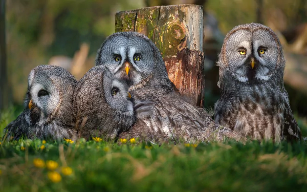 A serene HD PC desktop wallpaper featuring a group of great grey owls resting on grass near a weathered wooden post.