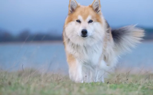 dog Animal Icelandic Sheepdog HD Desktop Wallpaper | Background Image