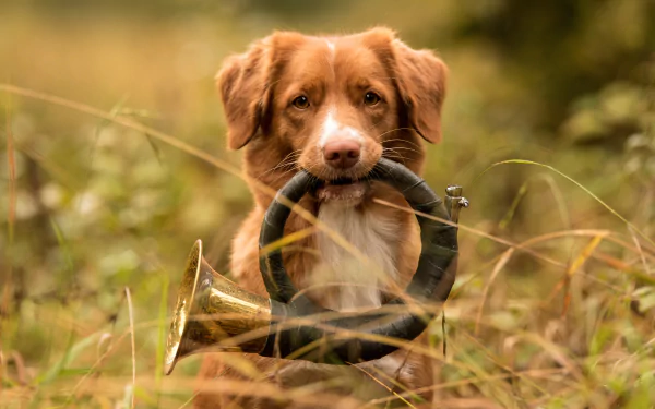 dog Animal nova scotia duck tolling retriever HD Desktop Wallpaper | Background Image