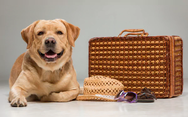suitcase dog Animal Labrador Retriever HD Desktop Wallpaper | Background Image