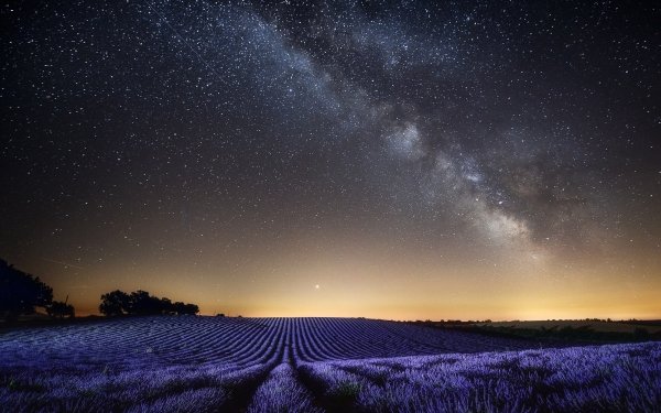 Earth Lavender Flowers Nature Night Starry Sky Field HD Wallpaper | Background Image