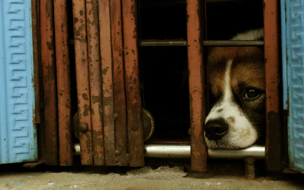  Sad Dog