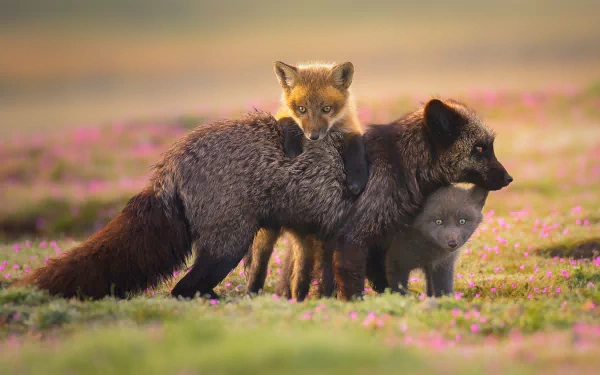 HD PC desktop wallpaper/background of a silver fox (animal) and playful cubs—baby foxes—standing together in a flower-strewn meadow.