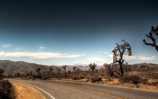 Man Made Road Park Tree Desert Elk HD Wallpaper | Background Image