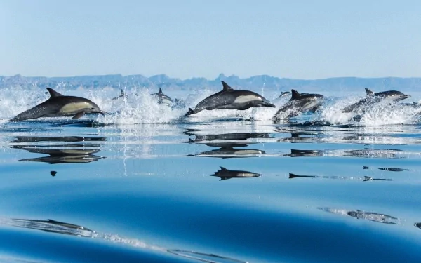 HD desktop wallpaper of a group of Common Dolphins leaping above a calm sea, with distant mountains in the background.