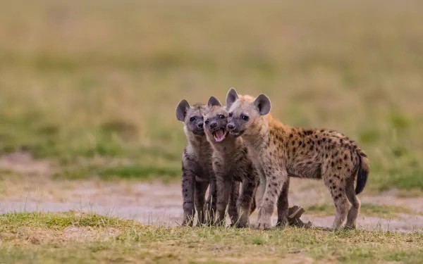 Three baby spotted hyena cubs huddle and nuzzle on a grassy plain, 4K Ultra HD PC desktop wallpaper.