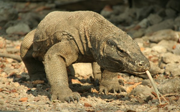 Animal Komodo Dragon Reptiles HD Wallpaper | Background Image