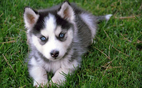 HD desktop wallpaper featuring a Siberian Husky puppy with striking blue eyes lying on green grass.