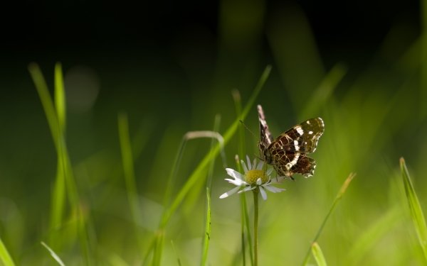 Animal Butterfly Macro Insect HD Wallpaper | Background Image