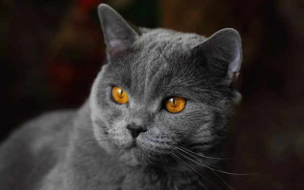  Gray cat with yellow eyes