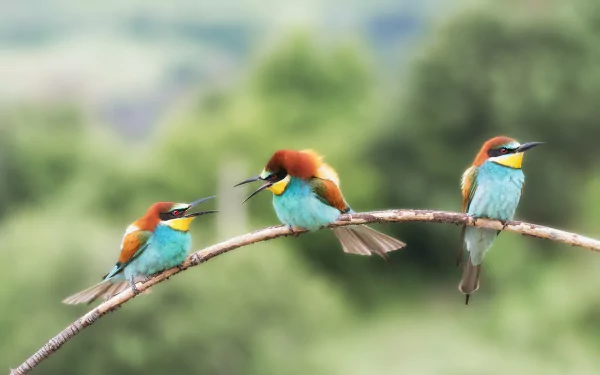  European Bee-eater (merops apiaster)