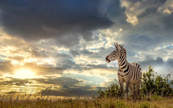 A zebra stands in a grassy field under a dramatic cloudy sky, captured in stunning 4K Ultra HD detail for a vibrant PC desktop wallpaper.