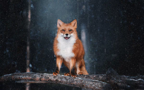 snowfall Animal fox HD Desktop Wallpaper | Background Image